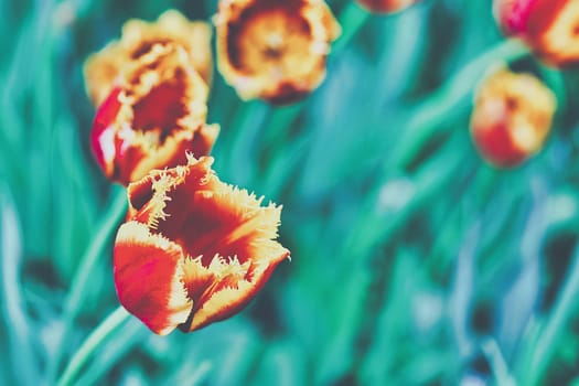 Bright flowers of tulips on a tulip field on a sunny morning, spring flowers tulips