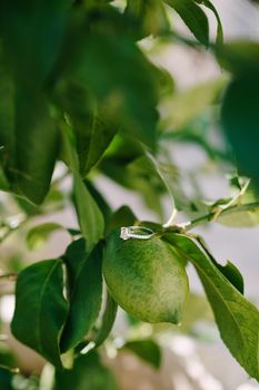 The bride's engagement ring on a green lemon, on a tree branch. High quality photo