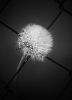 Photo of one dandelion taken close-up. Macro shoto. Black and white photo.