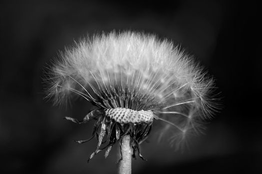 Photo of one dandelion taken close-up. Macro shoto. Black and white photo.