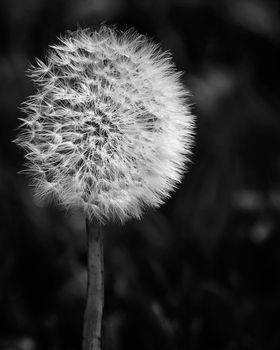 Photo of one dandelion taken close-up. Macro shoto. Black and white photo.