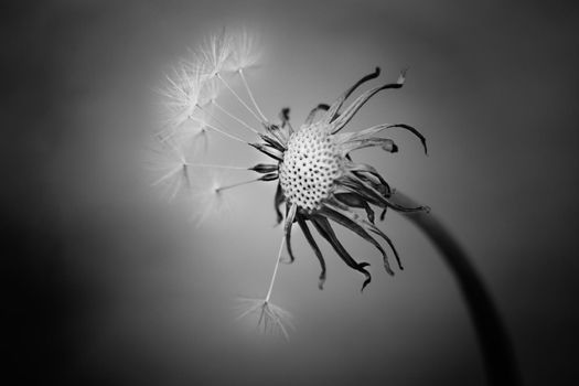 Photo of one dandelion taken close-up. Macro shoto. Black and white photo.