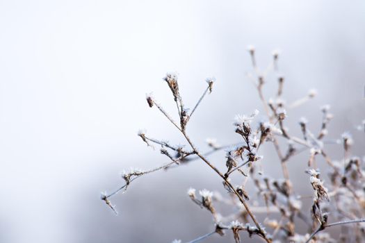 Frozen branch with little ice on a branch.