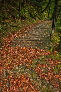 Path in early automn field with falling leafs on lake Trakoscan, north-west Croatia.