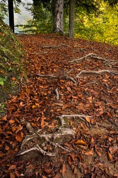 Path in early automn field with falling leafs on lake Trakoscan, north-west Croatia.