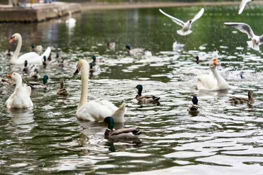 A white swan with a long neck and a red beak floats on the water. Close up