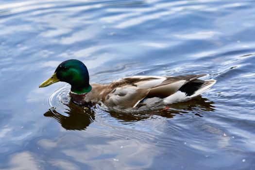 Wild duck drake swims on the water of the lake. Waterfowl close up