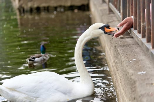 White swan with a long neck and a red beak eats food from hands. Close up