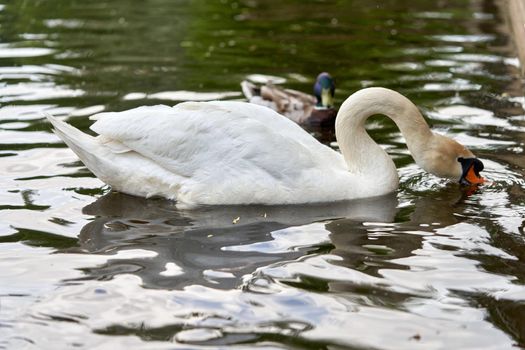 A white swan with a long neck and a red beak floats on the water. Close up