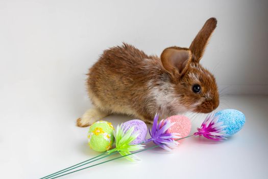 Easter brown with white spots a small rabbit jumps near the Easter eggs on a white background. The concept of the Easter holiday.