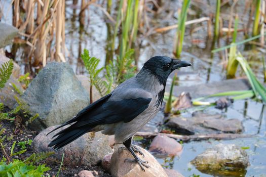 Close-up of a black crow standing on a stone by the water