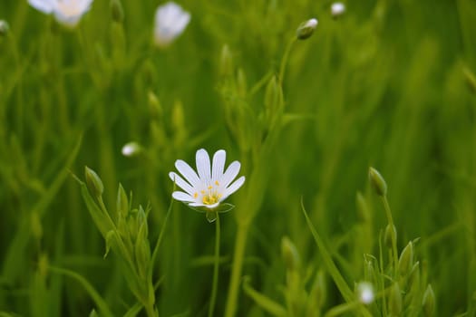 Starfish Stellaria is a genus of flowering plants of the Clove family that is widespread throughout the planet. Often found in forests, meadows, fields and as a weed in vegetable gardens. Perennial, rarely annuals, with or without creeping underground shoots