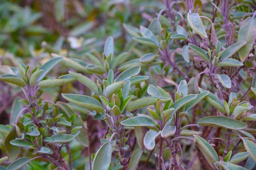 View of the useful plants growing in the garden, used in medicine