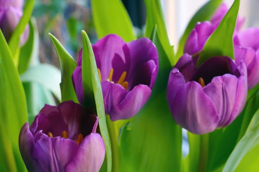 Beautiful blooming tulip in the garden in spring or summer. The fragrant smell in the park from flowers