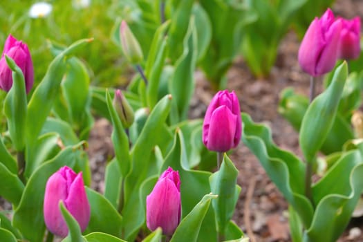 Beautiful blooming tulip in the garden in spring or summer. The fragrant smell in the park from flowers