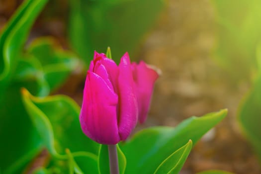 Blooming tulip in the park during summer sunset