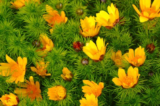 Adonis is a perennial herb, a species of the genus Adonis of the Buttercup family. Perennial herb. Spring adonis is approved for medical use and is promising for use as medicines