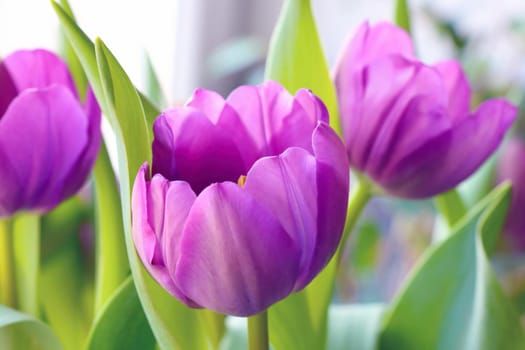 Beautiful bouquet of fresh fragrant purple tulips