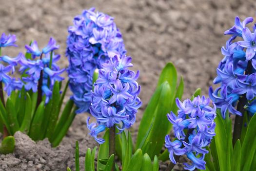 View of a beautiful blooming hyacinth in the park in spring