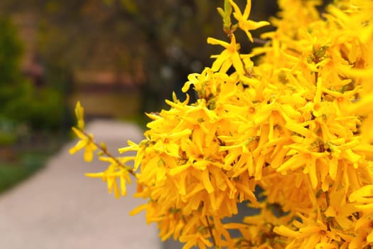Yellow blooming forsythia in the park in spring