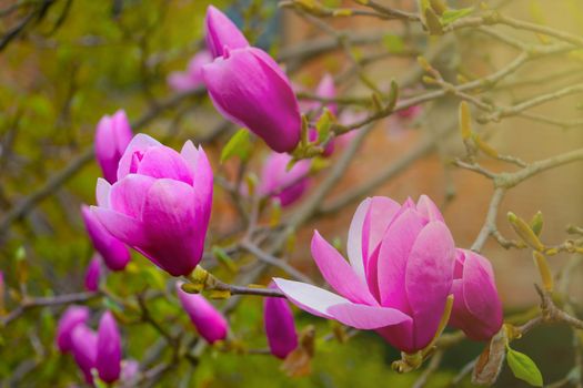 View of a blossoming magnolia branch in the park