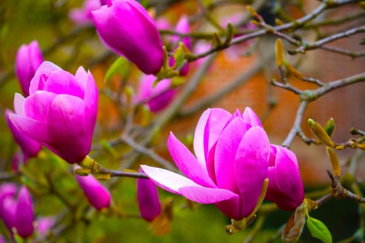 Blooming beautiful magnolia in the park in spring or summer. Aromatic smell during flowering