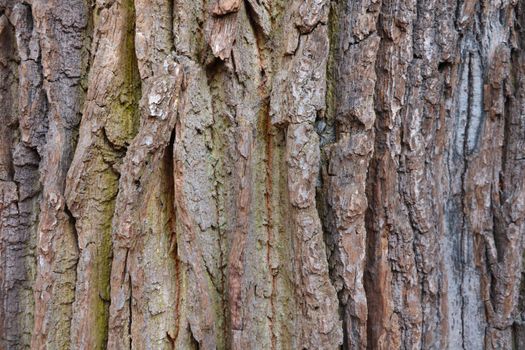 View of the bark of a tree, texture, background, blank for designers