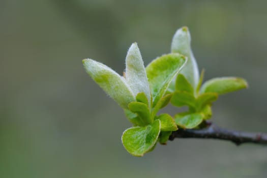 Close-up on a green branch of a tree or bush in the park
