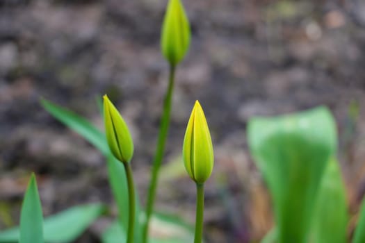 Beautiful view of the tulip in the park in spring