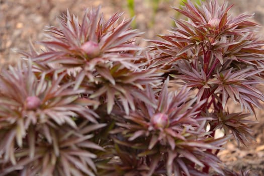 View of the blossoming peony bush in the park