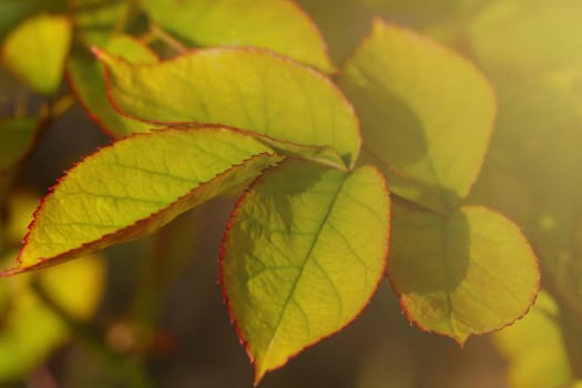 View of a beautiful green bush branch in the park