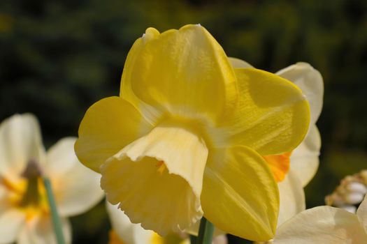 View of a yellow blooming daffodil in the garden