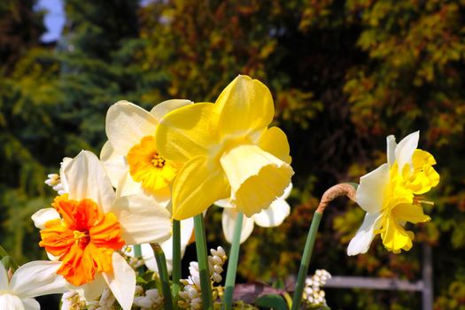 Close-up on a blooming daffodil in the garden