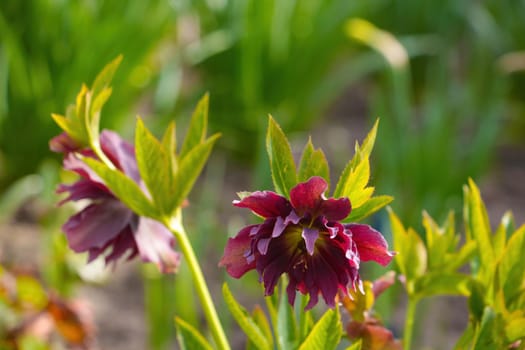 Close-up on a blooming aquilegia in the park