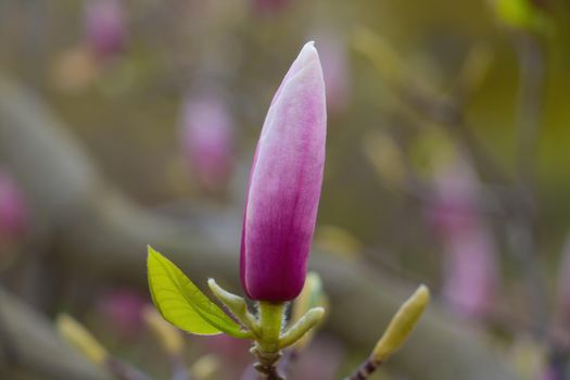 Close-up on a magnolia flower on a branch in the park