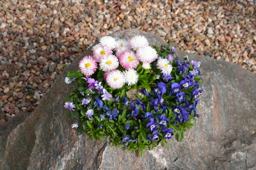 Beautiful perennial flowers, a flower bed grow from the stone