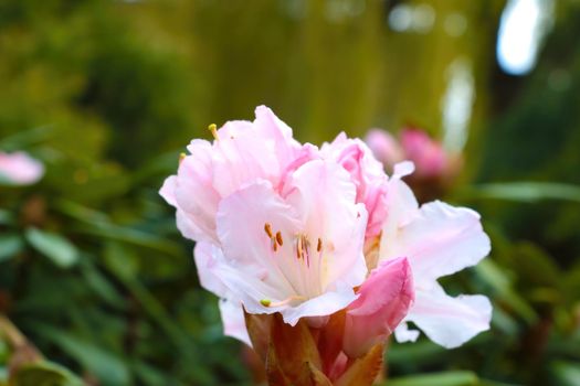 Close-up on blooming rhododendron in the park