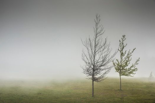 Landscape of trees in the mist, Madeira Island, Portugal