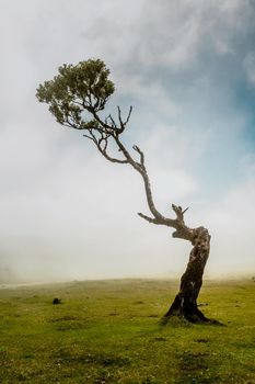 Beautiful landscape of Ancient trees in Madeira Island - Portugal