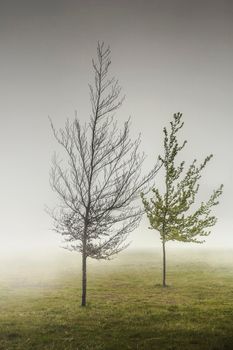 Landscape of trees in the mist, Madeira Island, Portugal