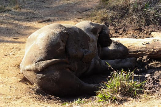 An endangered black rhinoceros cow (Diceros bicornis) taking a dusty mud bath, Pretoria, South Africa