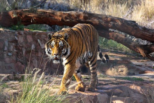 A hungry and frustrated bengal tiger (Panthera tigris tigris) marching up and down in its enclosure, Pretoria, South Africa