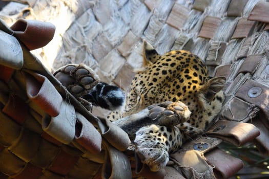 An African leopard (Panthera pardus pardus) sleeping soundly in its hammock, Pretoria, South Africa