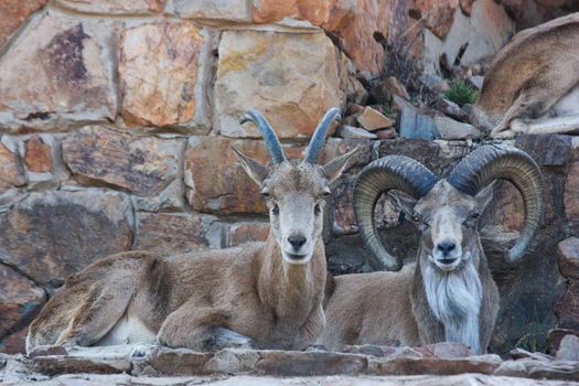 A Transcaspian urial couple (Ovis orientalis arkal) at rest in the shade, Pretoria, South Africa