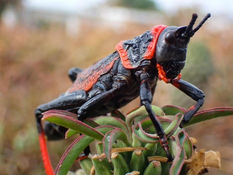 Toxic koppie foam grasshopper (Dictyophorus spumans) milkweed locust insect close-up, Mossel Bay, South Africa