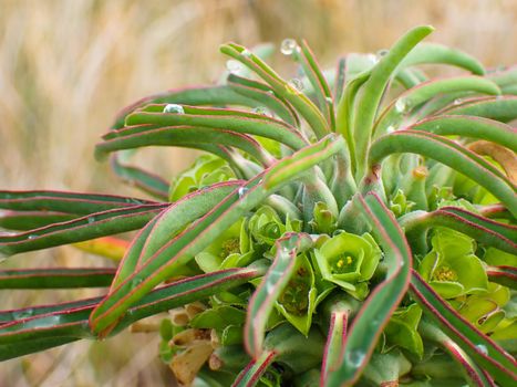 Vibrant flower blossoms on a moist ostrich neck succulent plant (Euphorbia clandestina) during gentle coastal rain, Mossel Bay, South Africa