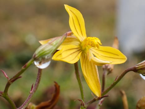 Bright yellow lady's hand flower bloom (Cyanella lutea) during gentle summer rainfall, Mossel Bay, South Africa