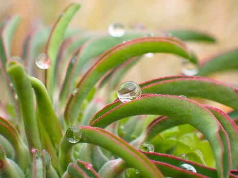 Clear rainfall water droplets on the green leaves of an ostrich neck plant (Euphorbia clandestina), Mossel Bay, South Africa