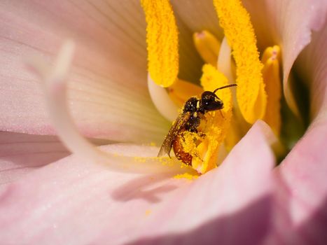 Potter wasp (Tricarinodynerus guerinii) in a flower coating its legs while collecting bright yellow pollen on flower stamen, Mossel Bay, South Africa