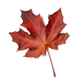Red maple leaf isolated on white background.